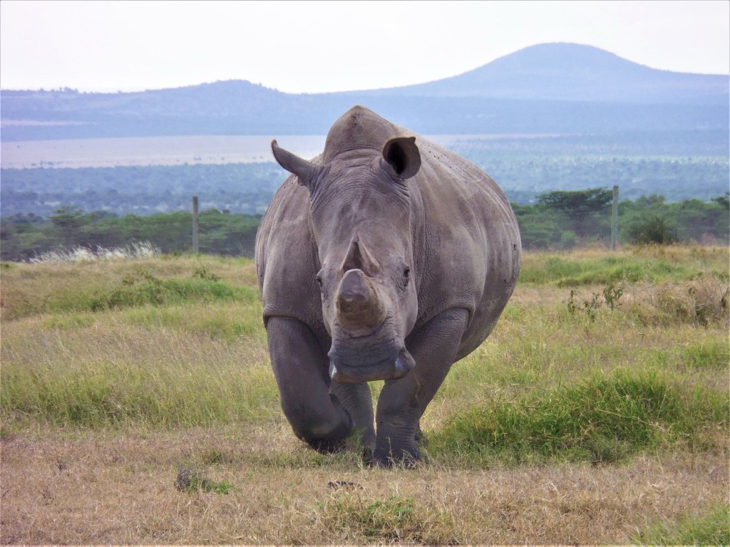 Najin and Fatu, the last two remaining northern white rhinos at Ol Pejeta Conservancy in Kenya. Photo by Creative Commons / Wikimedia Commons.